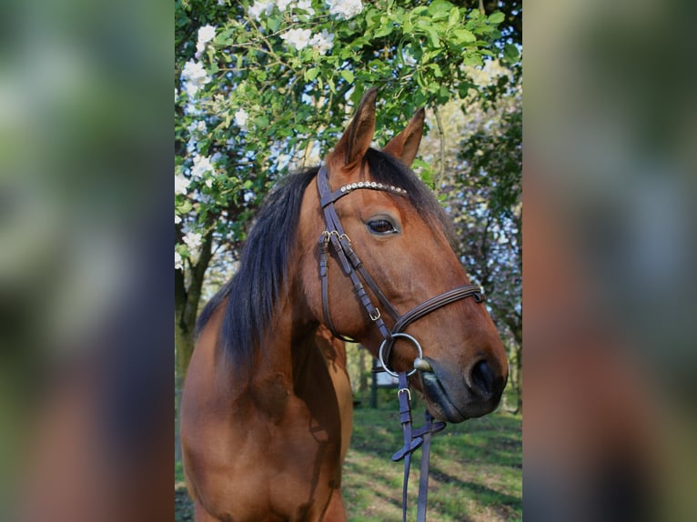 Weitere Vollblüter Wallach 9 Jahre 167 cm Brauner in Haltern am See