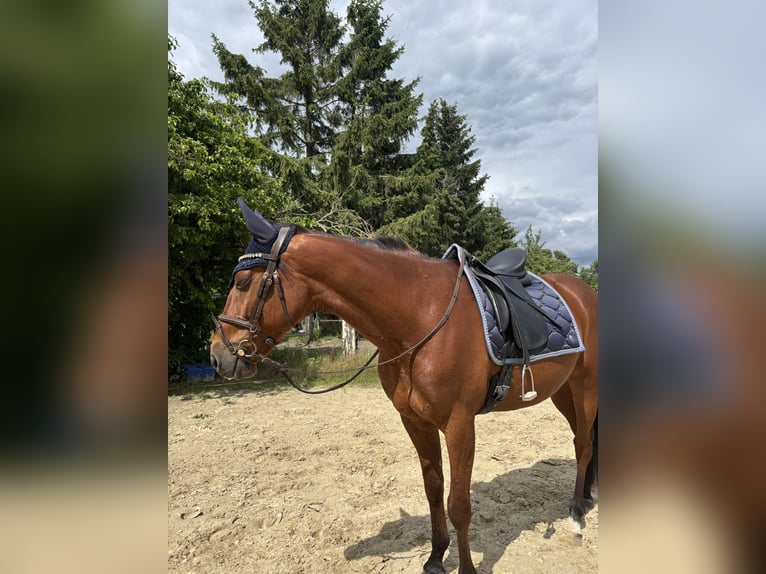 Weitere Vollblüter Wallach 9 Jahre 167 cm Brauner in Haltern am See