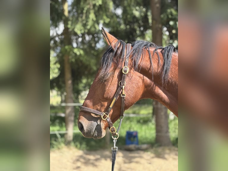 Weitere Vollblüter Wallach 9 Jahre 167 cm Brauner in Haltern am See