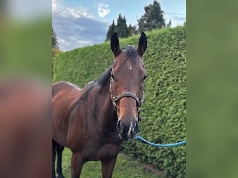 Weitere Vollblüter Wallach 9 Jahre 168 cm Brauner in Beckingen