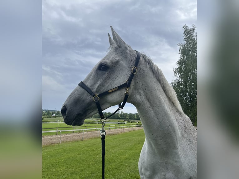 Weitere Vollblüter Wallach 9 Jahre 174 cm Schimmel in Dielsdorf