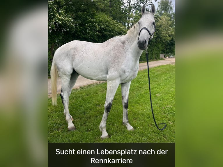 Weitere Vollblüter Wallach 9 Jahre 174 cm Schimmel in Dielsdorf