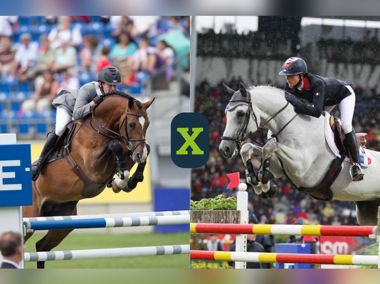 Weitere Warmblüter Unbekannt Embryo  in Heerde