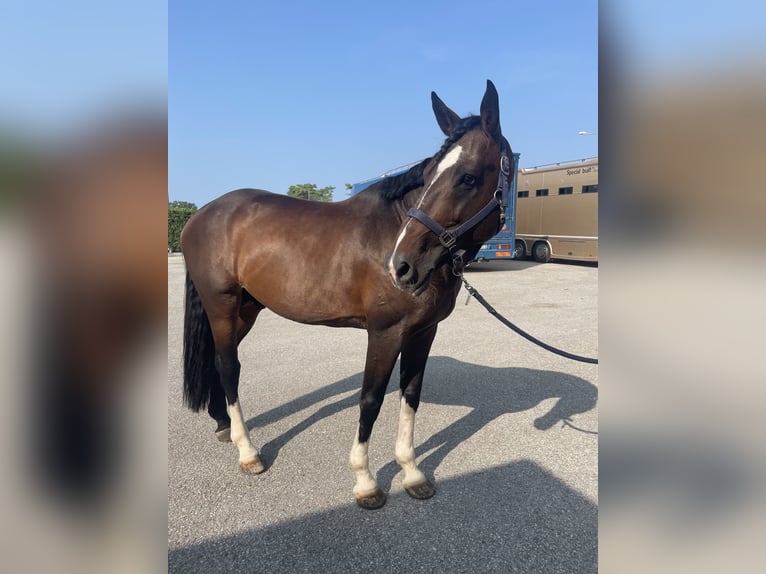 Weitere Warmblüter Hengst 10 Jahre 170 cm Dunkelbrauner in Nova Gorica