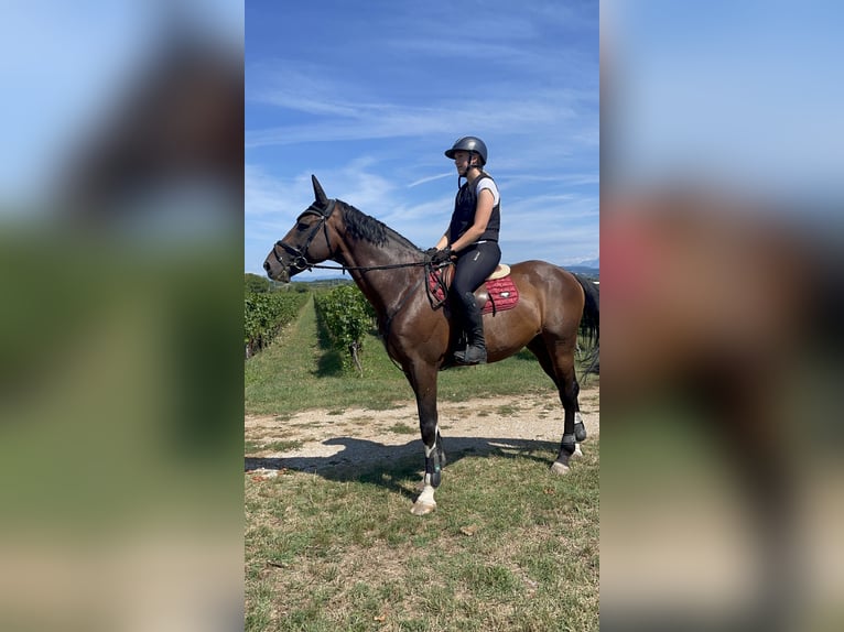 Weitere Warmblüter Hengst 10 Jahre 170 cm Dunkelbrauner in Nova Gorica
