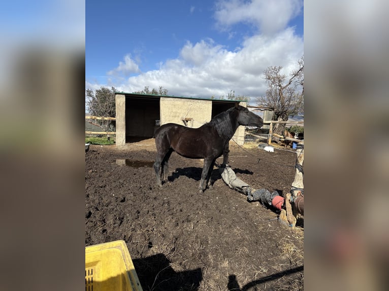 Weitere Warmblüter Mix Hengst 11 Jahre 160 cm Rappe in AbrucenaAbrucena