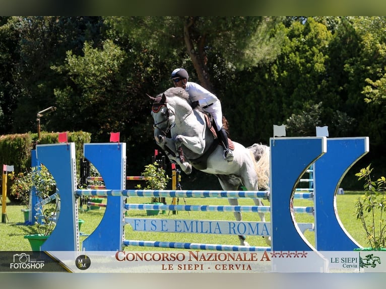 Weitere Warmblüter Hengst 11 Jahre Schimmel in Ljubljana