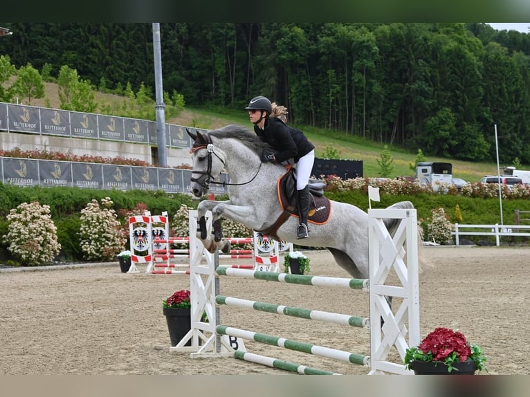 Weitere Warmblüter Hengst 11 Jahre Schimmel in Ljubljana