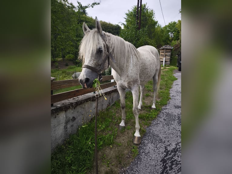 Weitere Warmblüter Hengst 13 Jahre 153 cm Fliegenschimmel in REMIREMONT