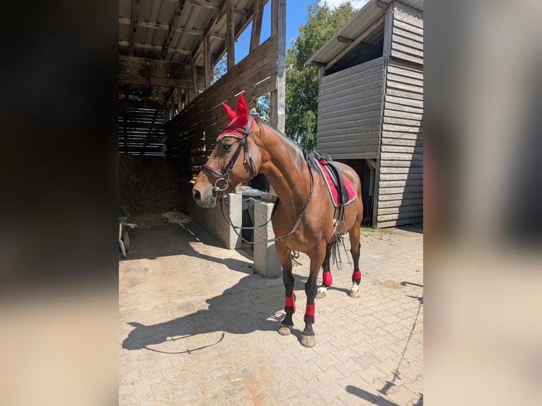 Weitere Warmblüter Hengst 13 Jahre 164 cm Brauner in Villingen-Schwenningen