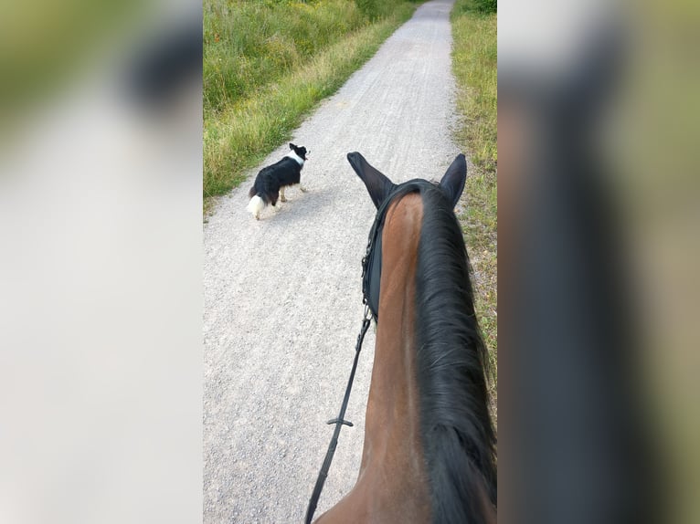 Weitere Warmblüter Hengst 13 Jahre 164 cm Brauner in Villingen-Schwenningen