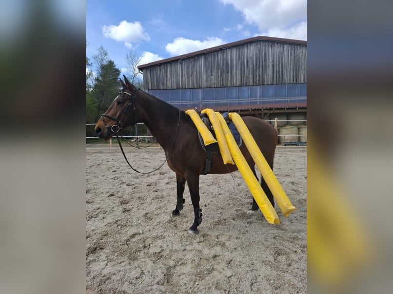 Weitere Warmblüter Hengst 13 Jahre 164 cm Brauner in Villingen-Schwenningen
