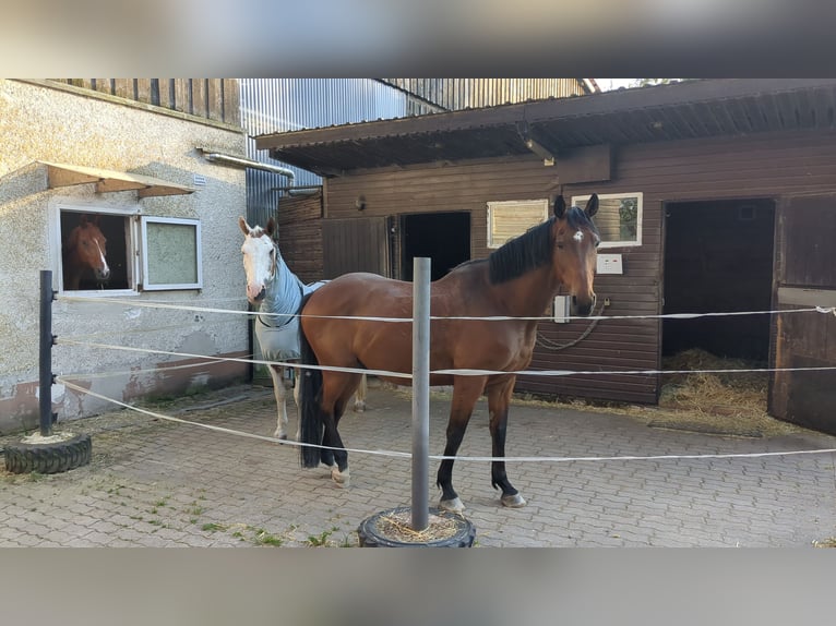 Weitere Warmblüter Hengst 13 Jahre 164 cm Brauner in Villingen-Schwenningen