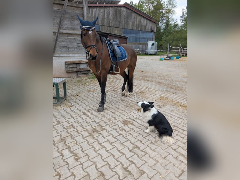 Weitere Warmblüter Hengst 13 Jahre 164 cm Brauner in Villingen-Schwenningen