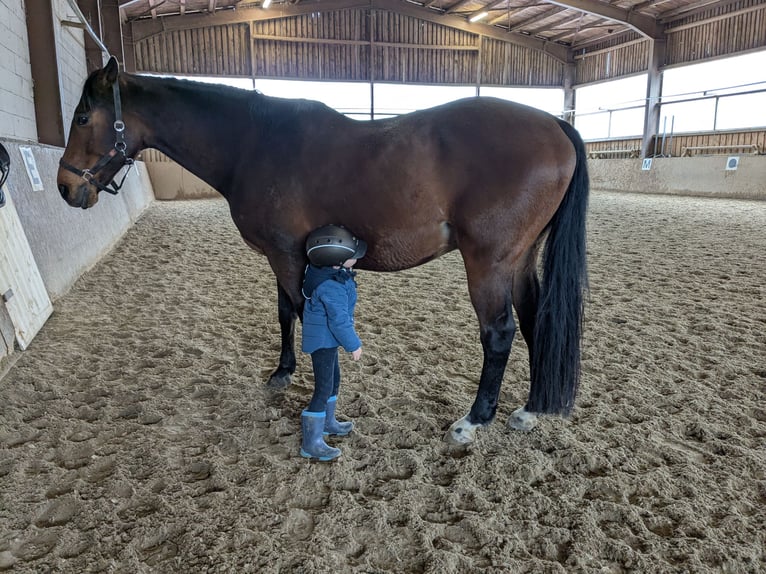 Weitere Warmblüter Hengst 13 Jahre 164 cm Brauner in Villingen-Schwenningen