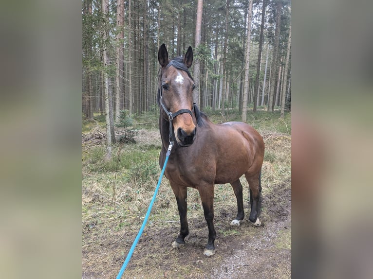 Weitere Warmblüter Hengst 13 Jahre 164 cm Brauner in Villingen-Schwenningen