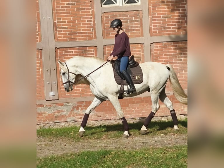 Weitere Warmblüter Hengst 14 Jahre 167 cm Schimmel in Traventhal