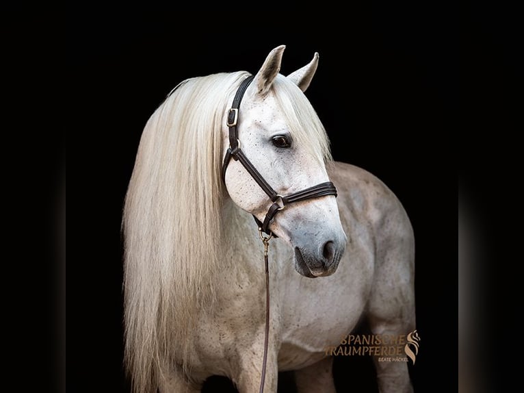 Weitere Warmblüter Hengst 14 Jahre 167 cm Schimmel in Traventhal