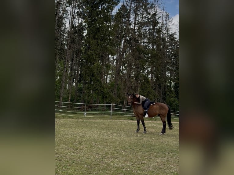 Weitere Warmblüter Hengst 18 Jahre 165 cm Brauner in Süderlügum