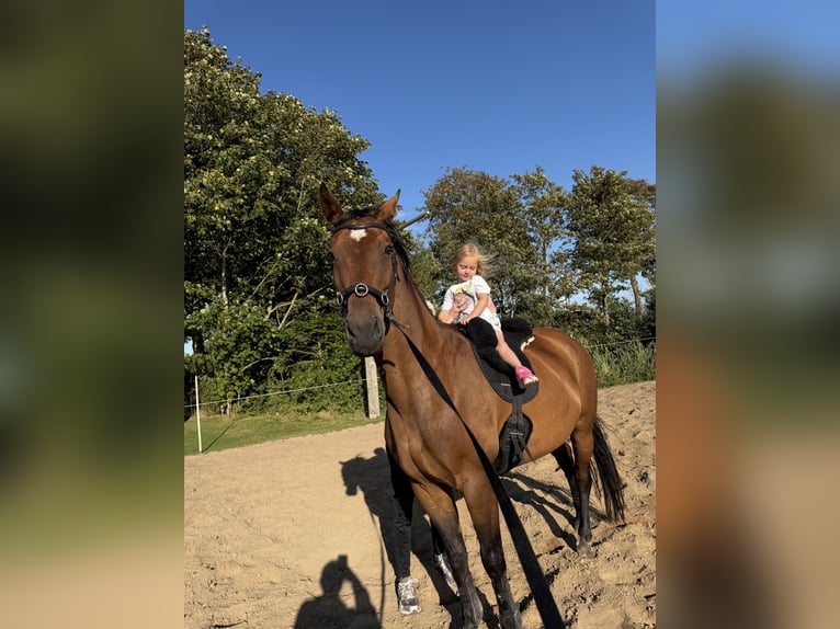 Weitere Warmblüter Hengst 18 Jahre 165 cm Brauner in Süderlügum