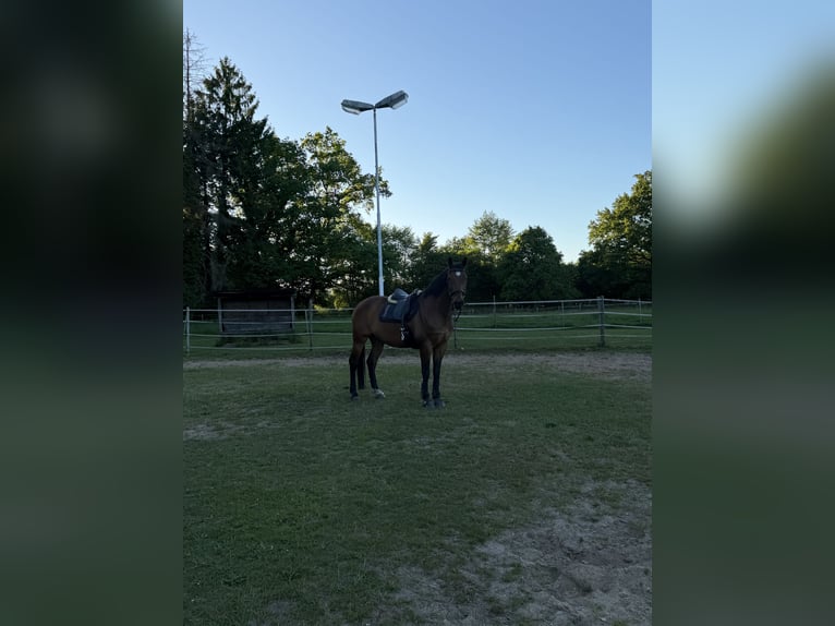 Weitere Warmblüter Hengst 18 Jahre 165 cm Brauner in Süderlügum