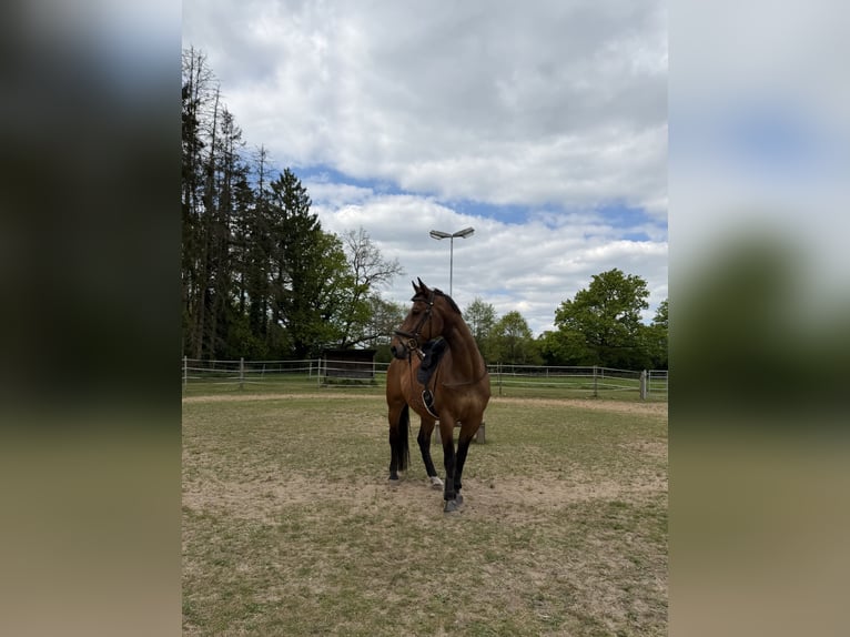 Weitere Warmblüter Hengst 18 Jahre 165 cm Brauner in Süderlügum