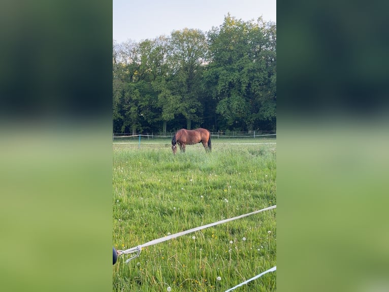 Weitere Warmblüter Hengst 18 Jahre 165 cm Brauner in Süderlügum