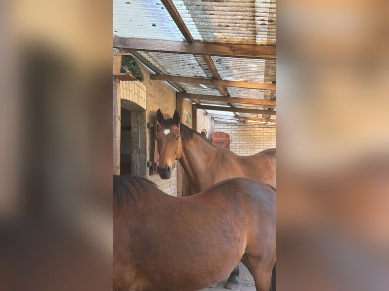 Weitere Warmblüter Hengst 18 Jahre 165 cm Brauner in Süderlügum