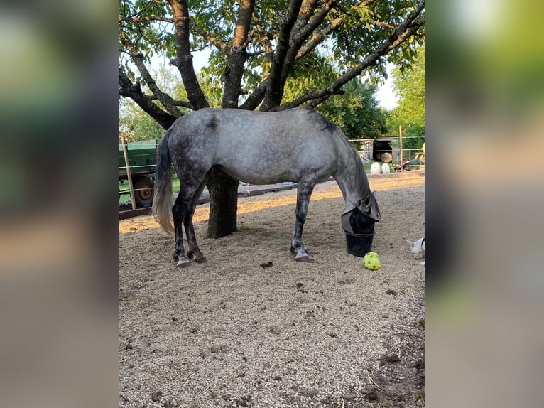 Weitere Warmblüter Hengst 1 Jahr 140 cm Brauner in Pfaffenhofen