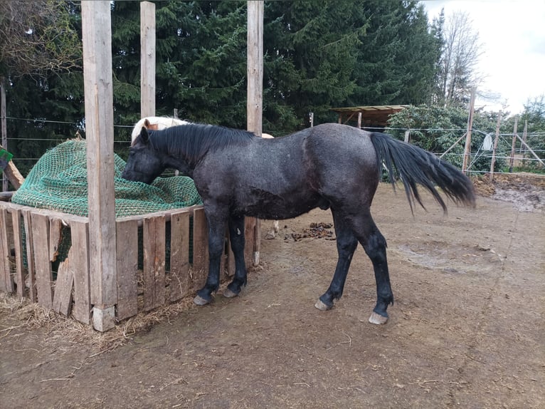 Weitere Warmblüter Hengst 1 Jahr 140 cm Schimmel in Hartha