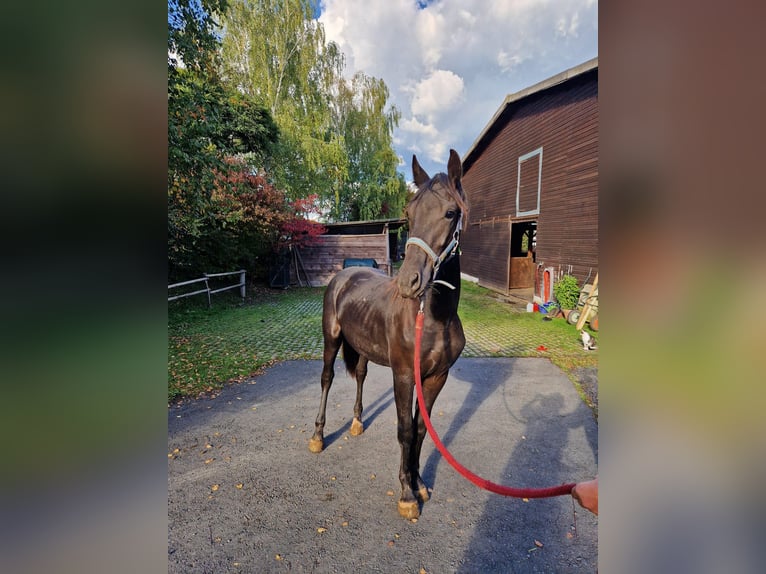 Weitere Warmblüter Hengst 1 Jahr 149 cm Schwarzbrauner in Bad Wildungen