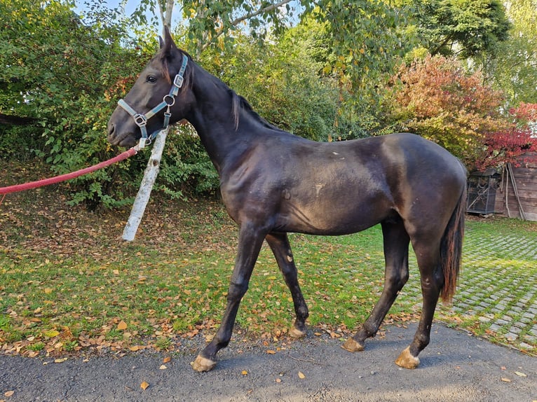 Weitere Warmblüter Hengst 1 Jahr 149 cm Schwarzbrauner in Bad Wildungen