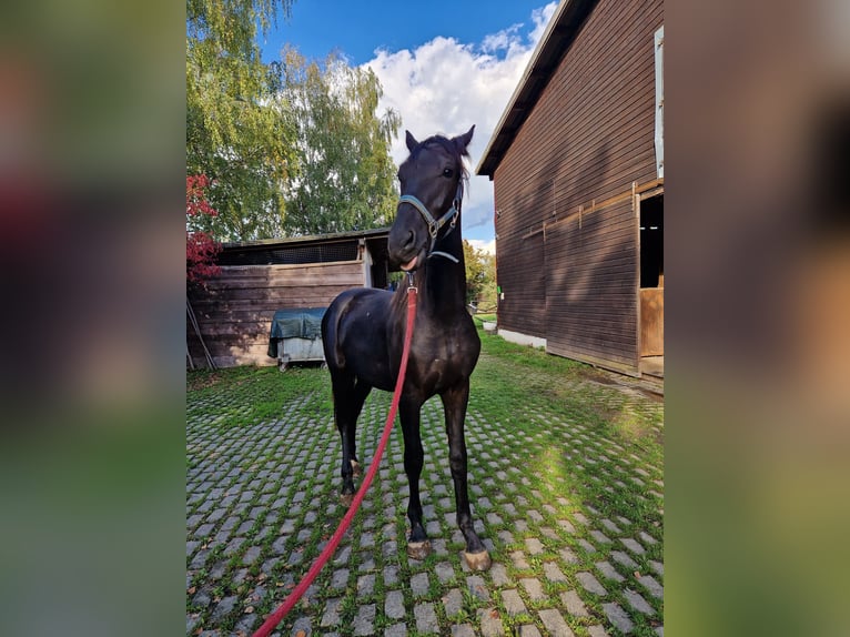 Weitere Warmblüter Hengst 1 Jahr 149 cm Schwarzbrauner in Bad Wildungen