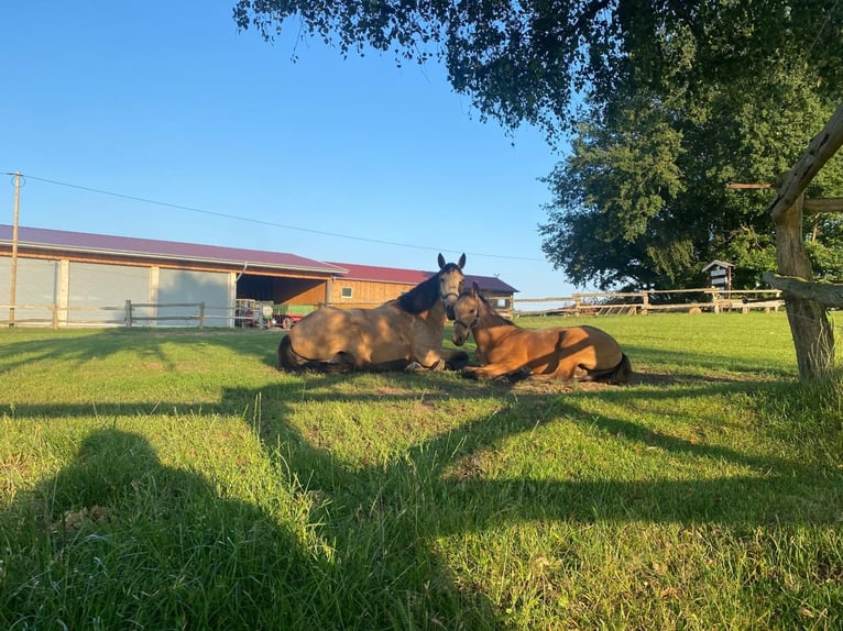 Weitere Warmblüter Hengst 1 Jahr 163 cm Falbe in Eggermühlen