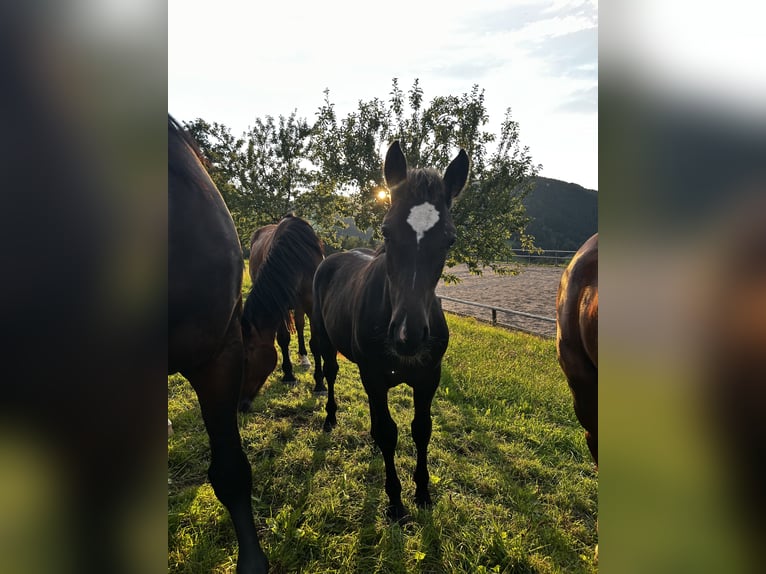Weitere Warmblüter Hengst 1 Jahr 163 cm Rappe in Randegg