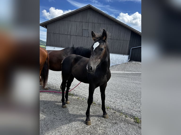 Weitere Warmblüter Hengst 1 Jahr 163 cm Rappe in Randegg