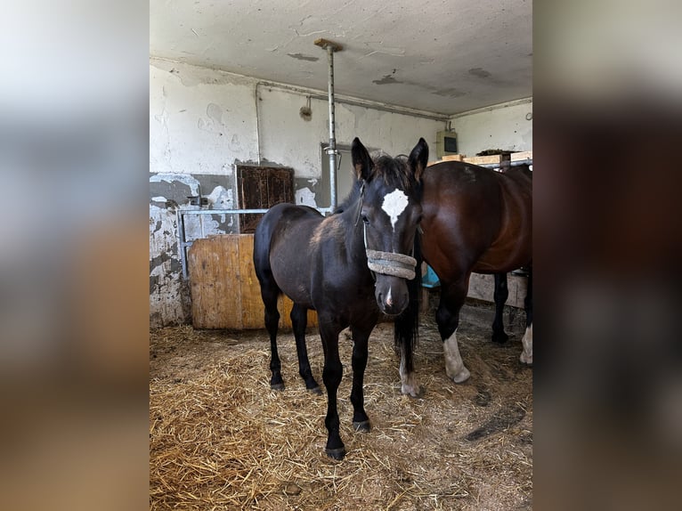 Weitere Warmblüter Hengst 1 Jahr 163 cm Rappe in Randegg