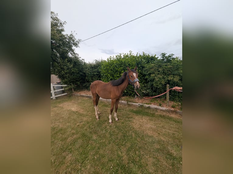 Weitere Warmblüter Mix Hengst 1 Jahr 163 cm Rotbrauner in Egmanton