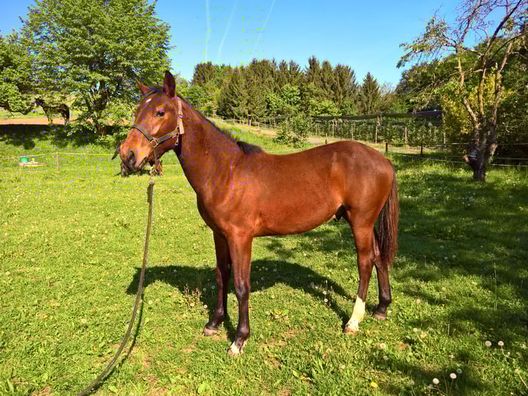 Weitere Warmblüter Hengst 1 Jahr 165 cm Brauner in Riegersburgegersburg