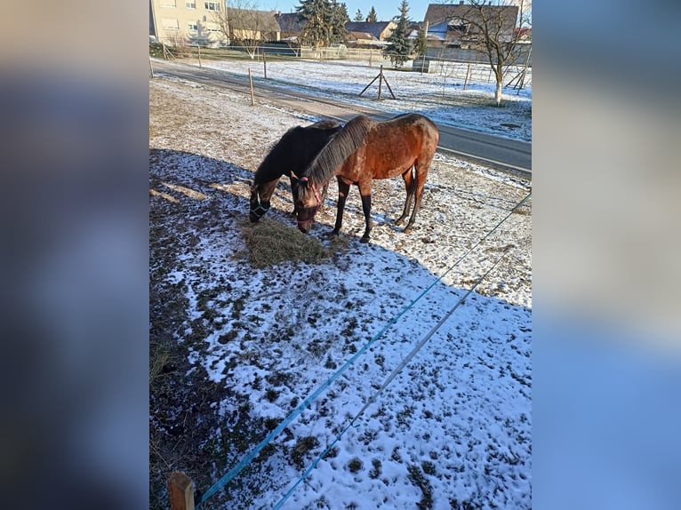 Weitere Warmblüter Hengst 1 Jahr 165 cm Dunkelbrauner in Opole