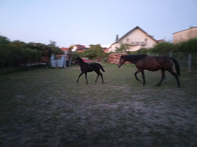 Weitere Warmblüter Hengst 1 Jahr 165 cm Dunkelbrauner in Opole