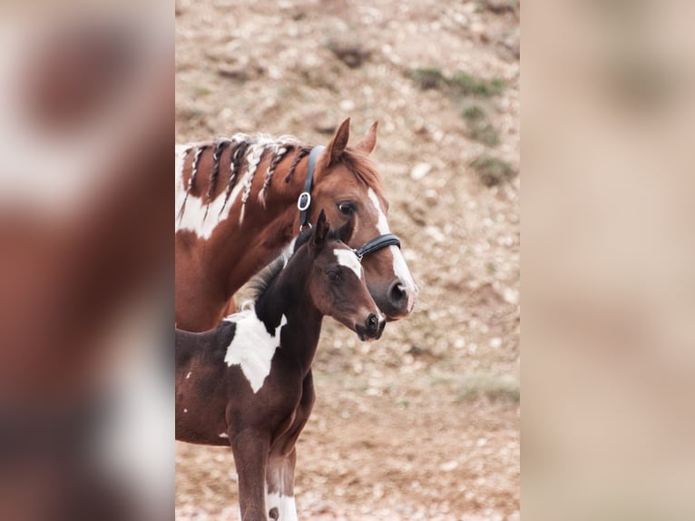 Weitere Warmblüter Hengst 1 Jahr 165 cm Schecke in Etzelsreith