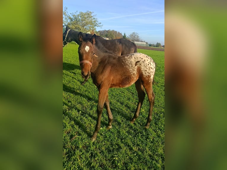 Weitere Warmblüter Hengst 1 Jahr 165 cm Tigerschecke in Połajewo