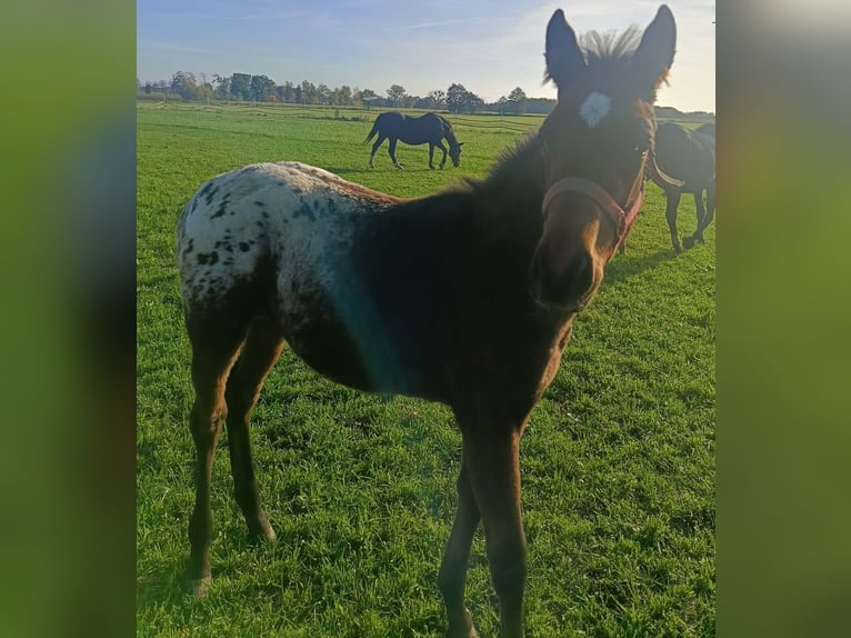 Weitere Warmblüter Hengst 1 Jahr 165 cm Tigerschecke in Połajewo