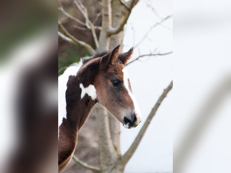 Weitere Warmblüter Hengst 1 Jahr 166 cm Schecke in Sieghartsreith