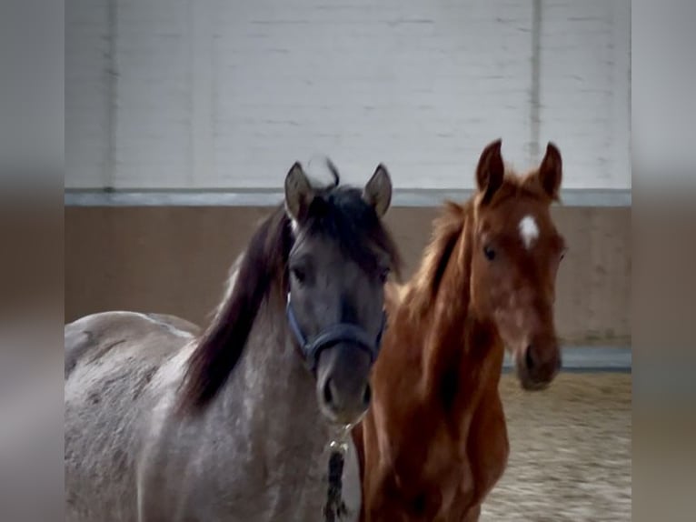 Weitere Warmblüter Hengst 1 Jahr 168 cm Fuchs in Warendorf