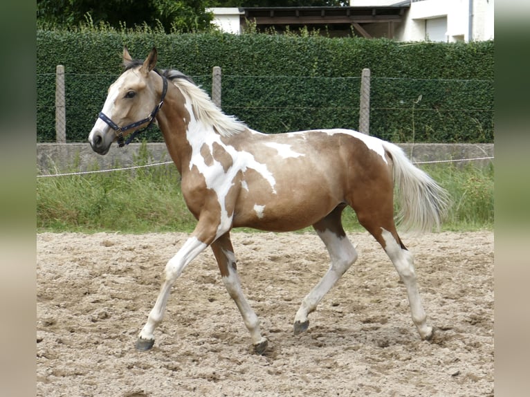 Weitere Warmblüter Hengst 1 Jahr 168 cm Schecke in Borgentreich