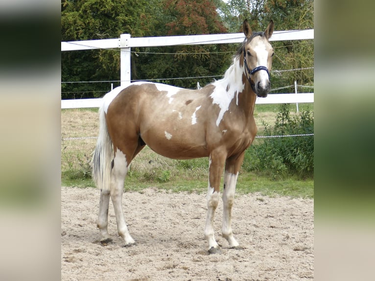 Weitere Warmblüter Hengst 1 Jahr 168 cm Schecke in Borgentreich