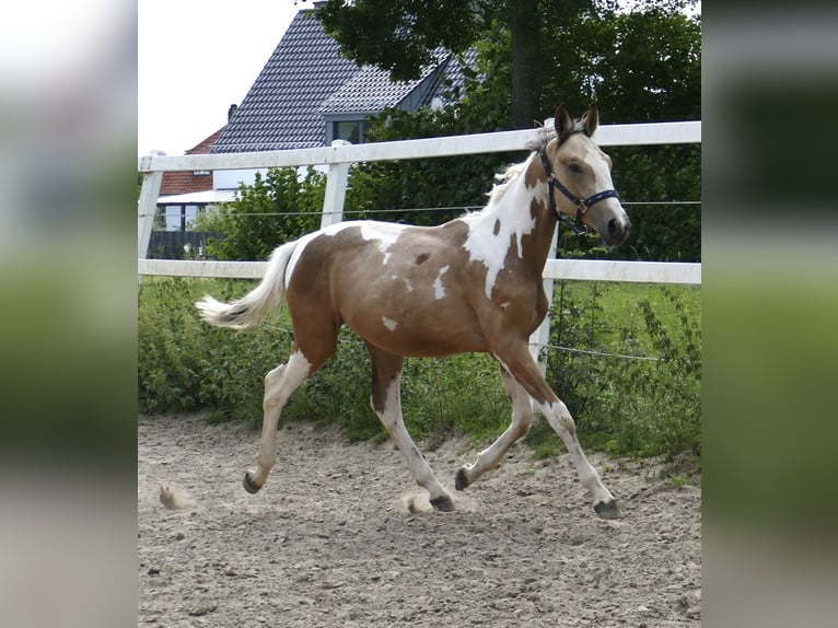 Weitere Warmblüter Hengst 1 Jahr 168 cm Schecke in Borgentreich