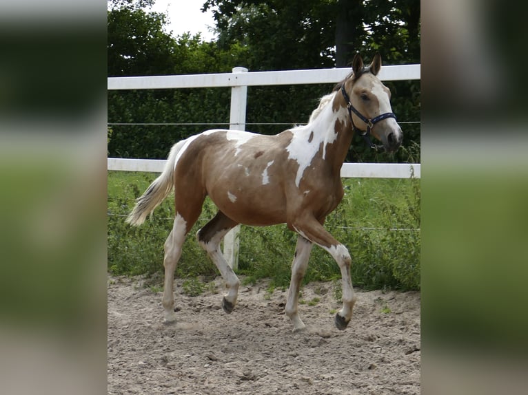 Weitere Warmblüter Hengst 1 Jahr 168 cm Schecke in Borgentreich